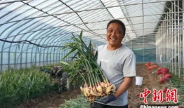 烟台泊王村大姜新闻爆料,村民喜迎致富新篇章