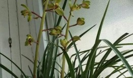 兰花姐姐爆料了吗视频,幕后真相大曝光