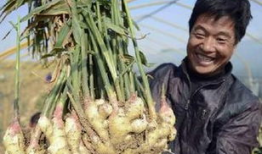 烟台泊王村大姜新闻爆料,村民喜迎致富新篇章