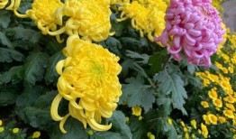 菊花网在线观看完整版,经典影片在线观看完整版