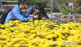 菊花网在线观看完整版,经典影片在线观看完整版