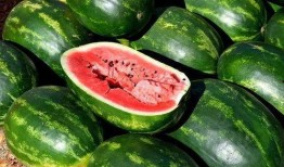 新乐吃瓜视频免费观看下载,免费观看与下载，畅享娱乐盛宴