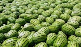 光山网红邱县长吃瓜视频,揭秘光山网红现象