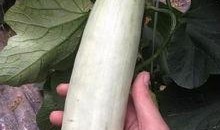 香港的网红吃瓜,揭秘娱乐圈最新“瓜田”风云