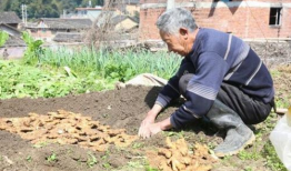 烟台泊王村大姜新闻爆料,村民喜迎致富新篇章