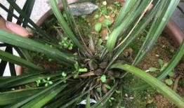 兰花姐姐爆料了吗视频,幕后真相大曝光