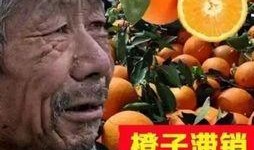 大爷爆料茶叶视频,大爷亲述茶叶背后的故事