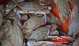 敦化海鲜爆料视频大全集,视频大全集深度解析