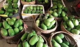 甜瓜最新版本爆料,功能升级与亮点前瞻