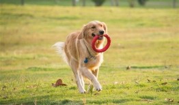 最新宠物爆料视频,网红宠物的爆笑日常！