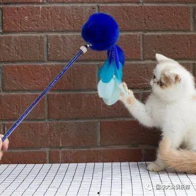 娱乐吃瓜君猫猫生日歌,萌宠欢唱,共庆猫界盛事