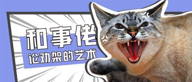 娱乐吃瓜君猫猫生日歌,萌宠欢唱,共庆猫界盛事