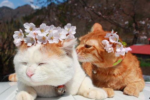 娱乐吃瓜酱收了你的猫粮,宠物界的“网红”效应